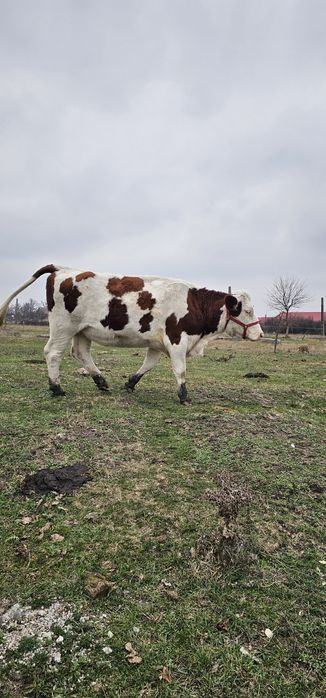 Vaci tinere de vanzare