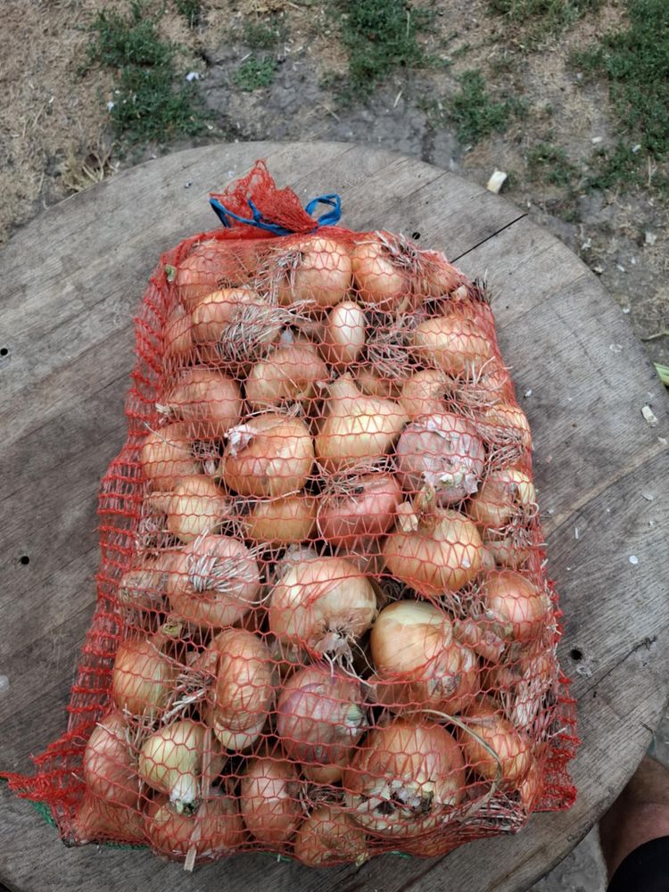 Vand ceapa uscata