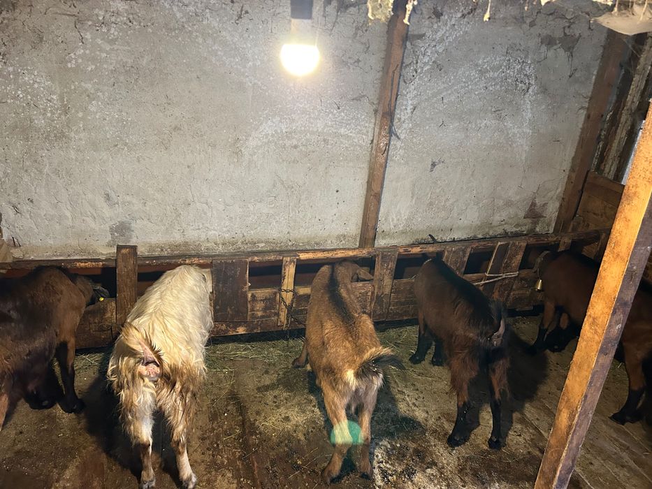 Кози френски алпин