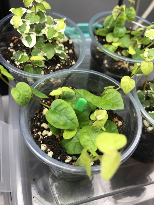 Продам 2 вида фикус Пумила!