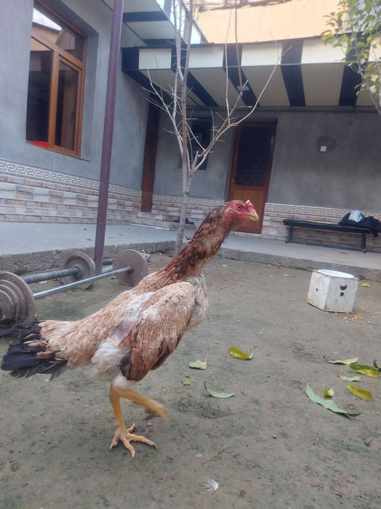 Tulle tovula sotiladi soglom yiri tovula zoti ozimizani mesni zotladan