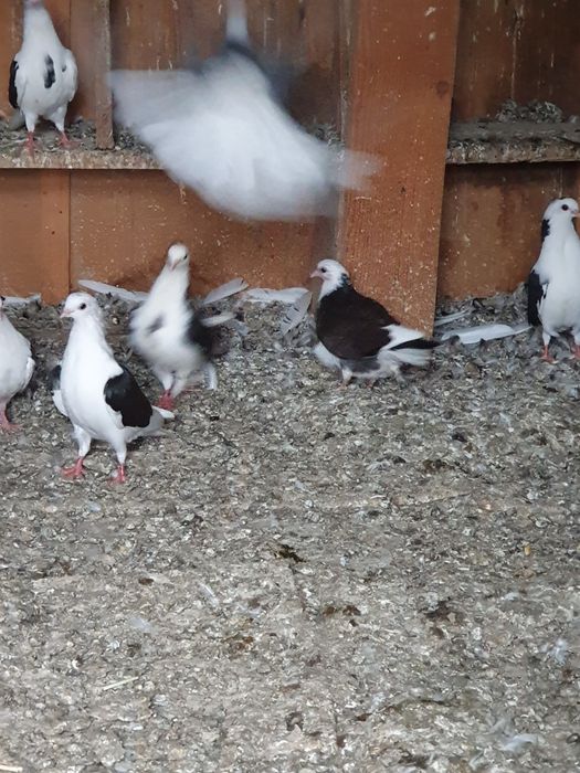 Vand porumbei voiajori si jucatori