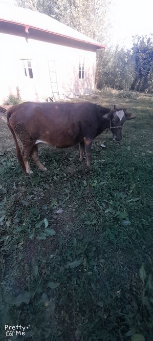Shvet 2 qoringa 7 oylik bugoz