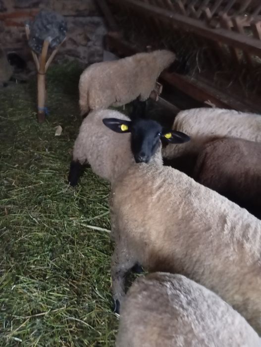 De vânzare mieluțe sulffoc