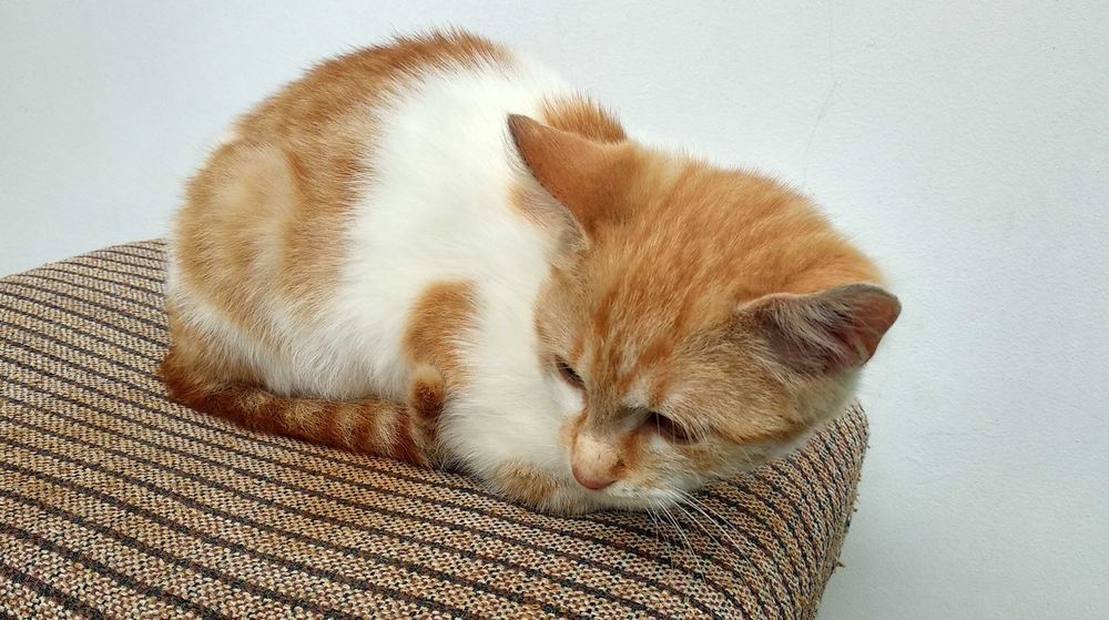 Подарявам котенце - момченце