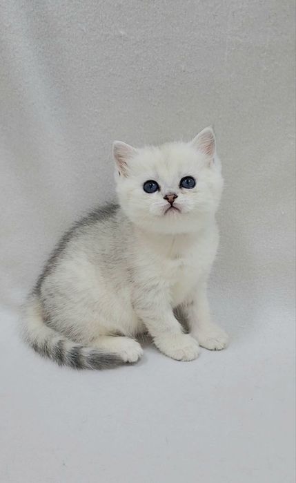Скотиш страйт девочка серебристая шиншилла