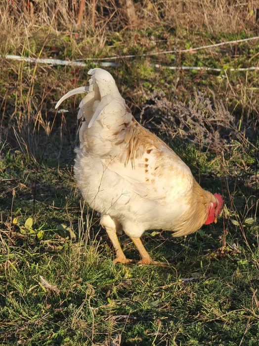 Vand sau schimb cocosi din anul asta