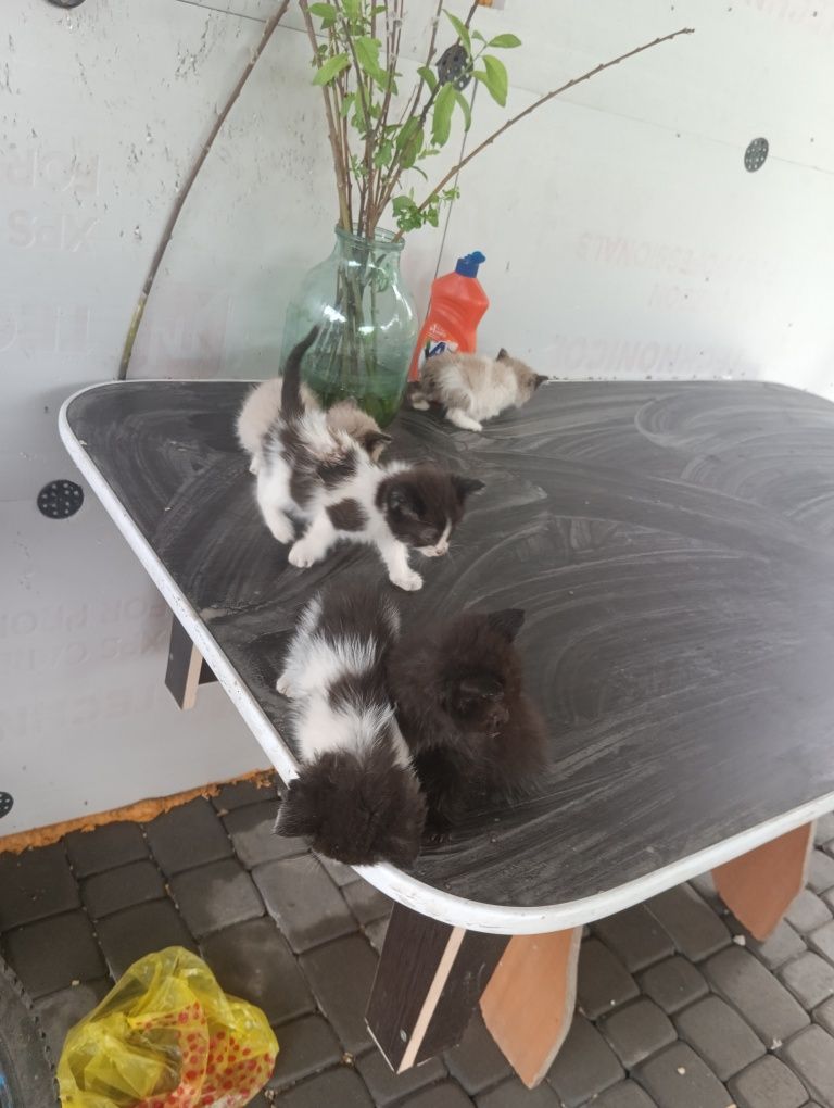 Котята  едят все