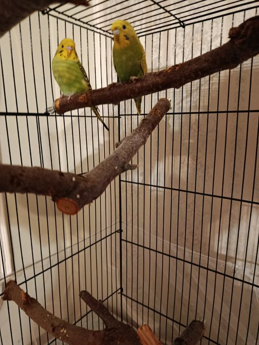 Попугаи с клеткой