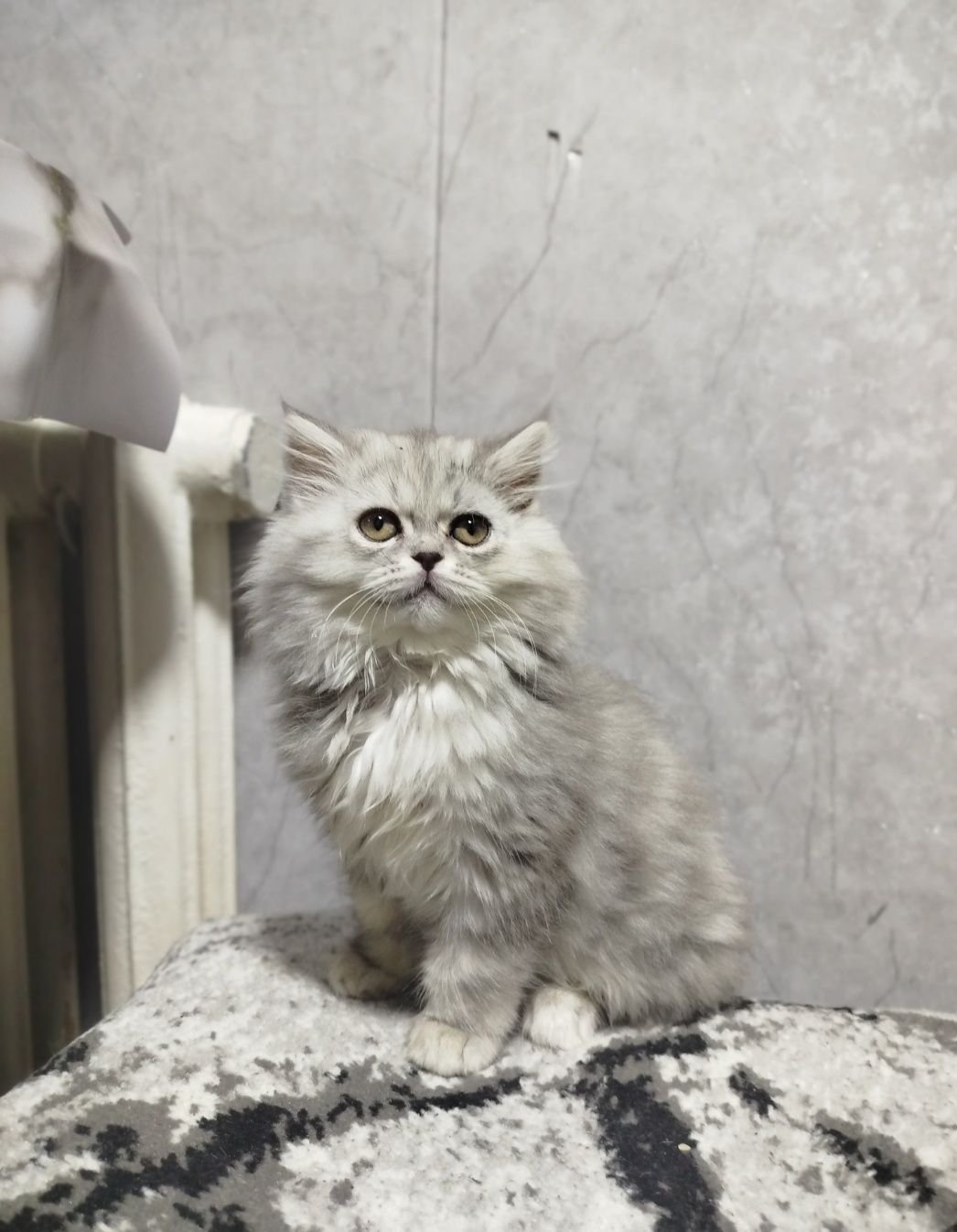Котята британцы продаются