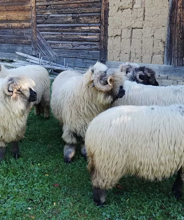 Berbec de vânzare