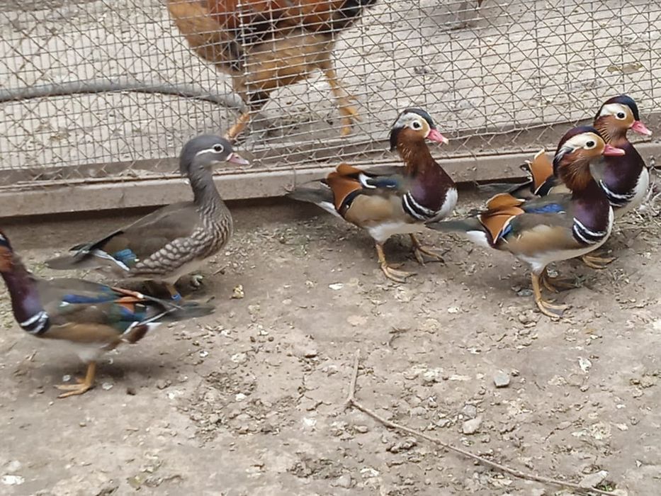 Утки мандаринки каролинки