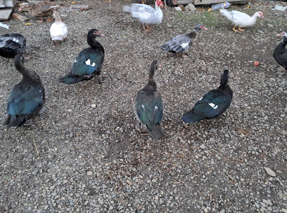 Rățoi leșești (muți)