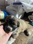 donez cățeluși spre adoptie