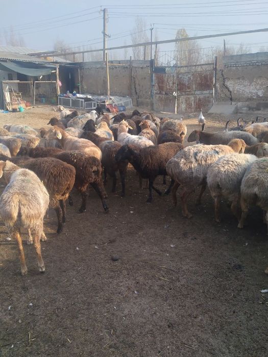 Киргизстон куйи арзон