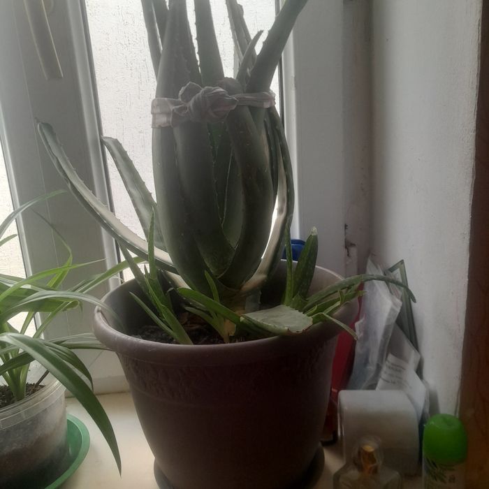 Алоэ вера большое лечебное очень много сока 8000тг