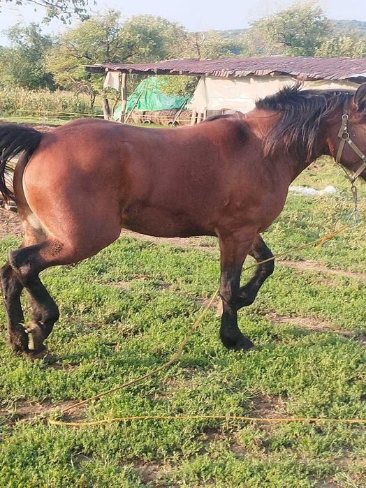 Manza de 3 ani jumatate