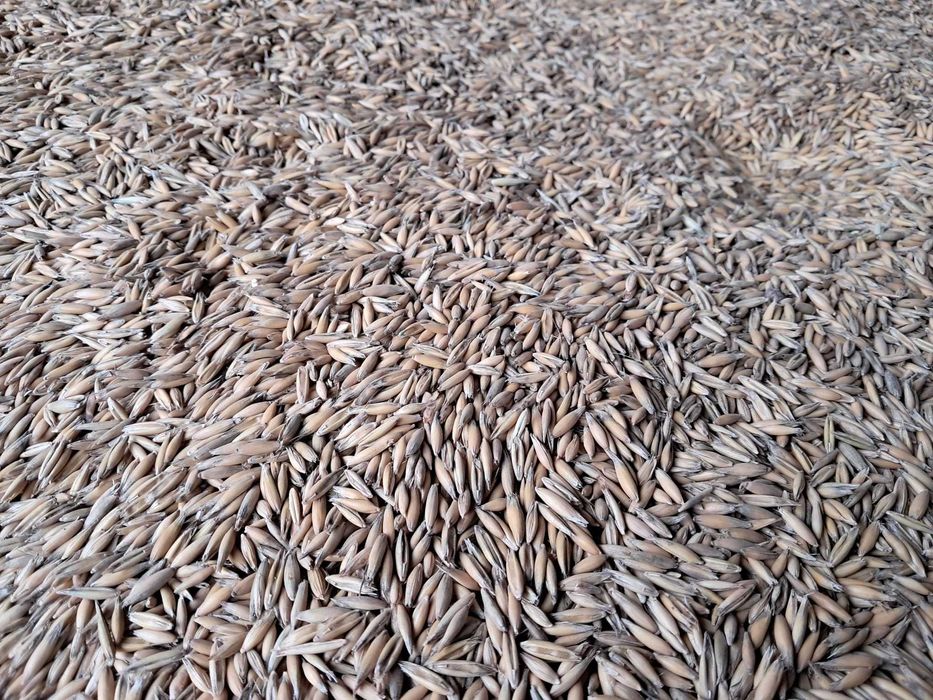 Vand ovaz productie 2025