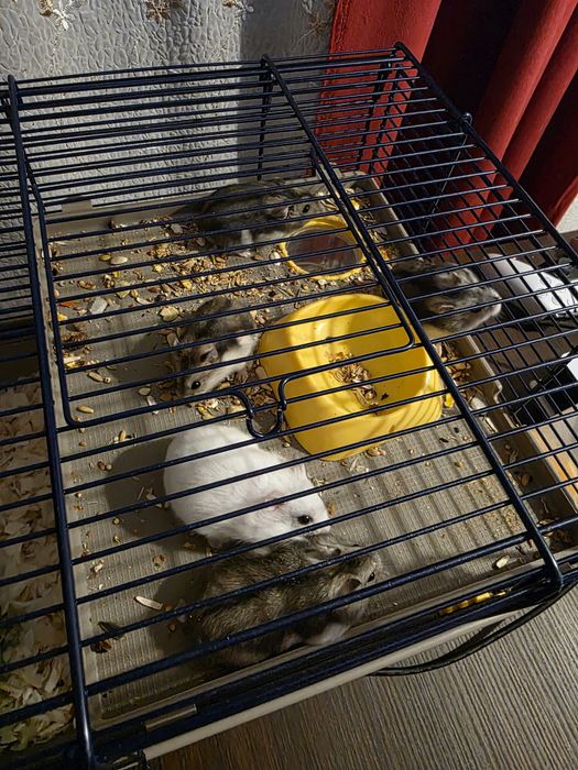 Vand 4pui de hamster pitic cu mamalor+Cusca