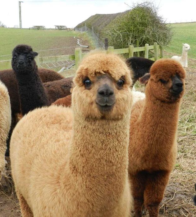 Vând Alpaca perechi sau bucati