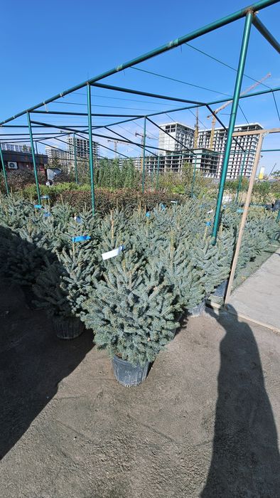 Галубая ел. Ёлка