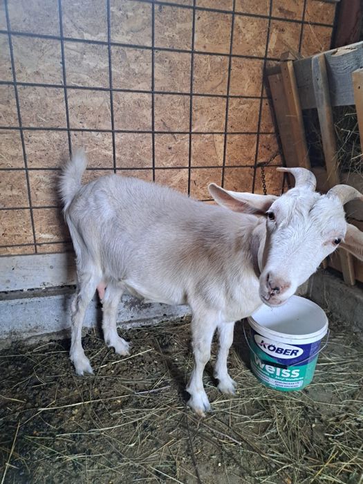 Vand capra metis saanen