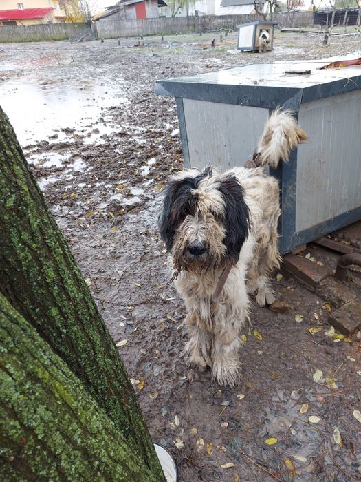 Ciobanesti mioritici,