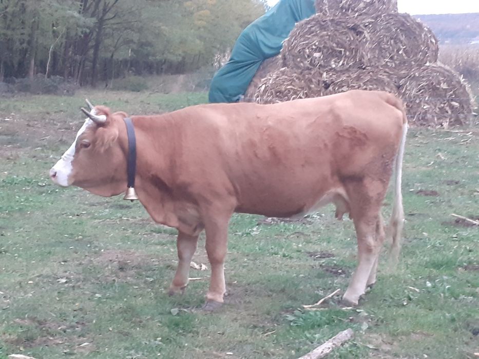 vand vaca de trei anii