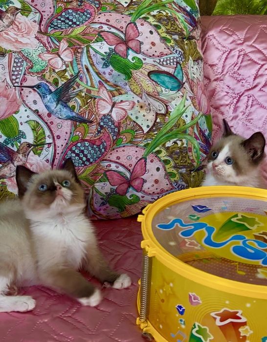 Рагдол / Регдол Ragdoll