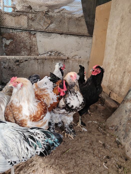 Хурозлар Петуха зотдор