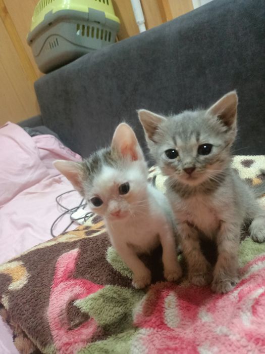 Бесплатно котята 1.5 месяца