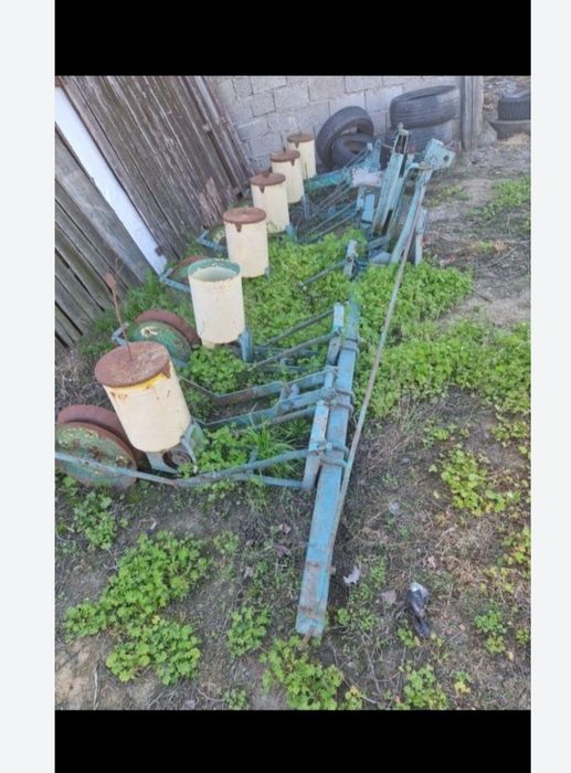 Cereale porumb Ceahlău