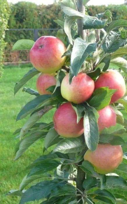 Vând pomii fructiferi tote gamele de pomi fructiferi pe stoc le avem