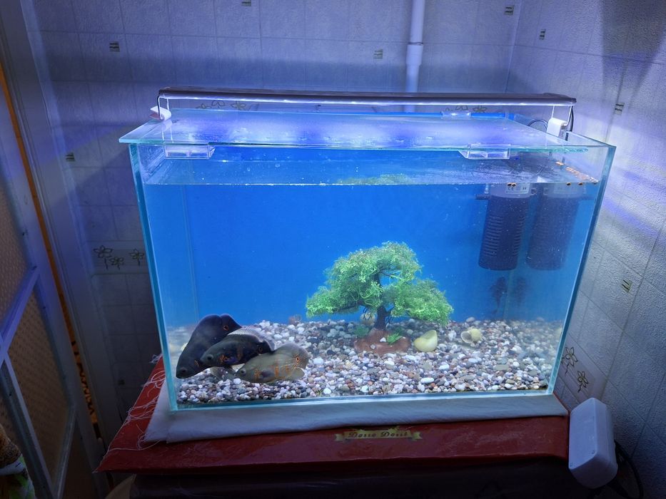 Аквариум  Сотилади хамма нарсаси билан