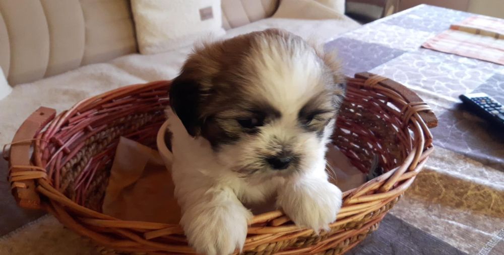 Кученца порода Ши Тцу