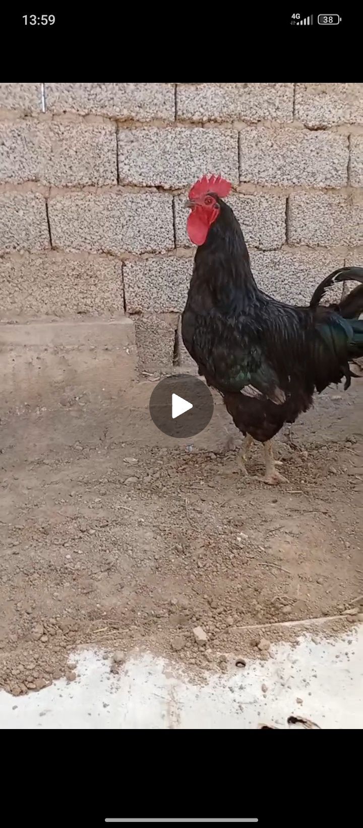 Xoroz sotiladi..