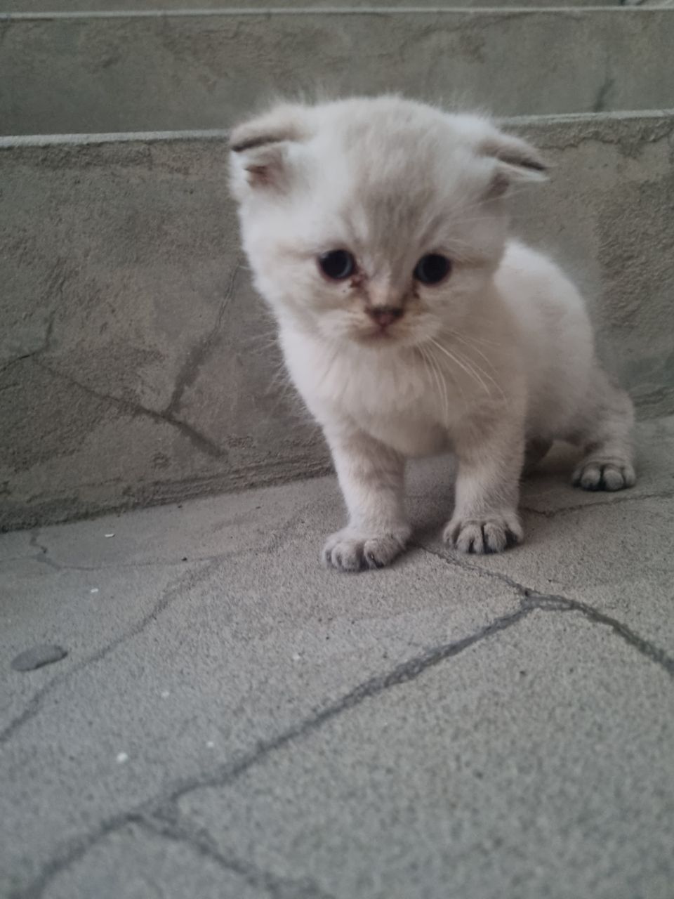 Продаются котята скотиш фолд