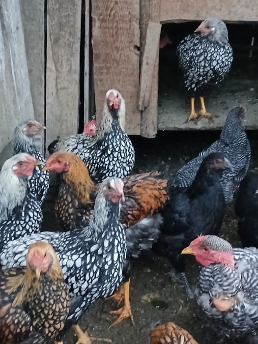 Găini de rasa de vanzare