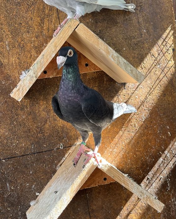 Porumbei voiajori de ornament 2025