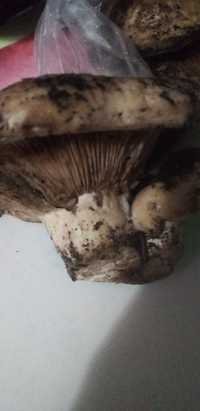 Продаю лесную грибы