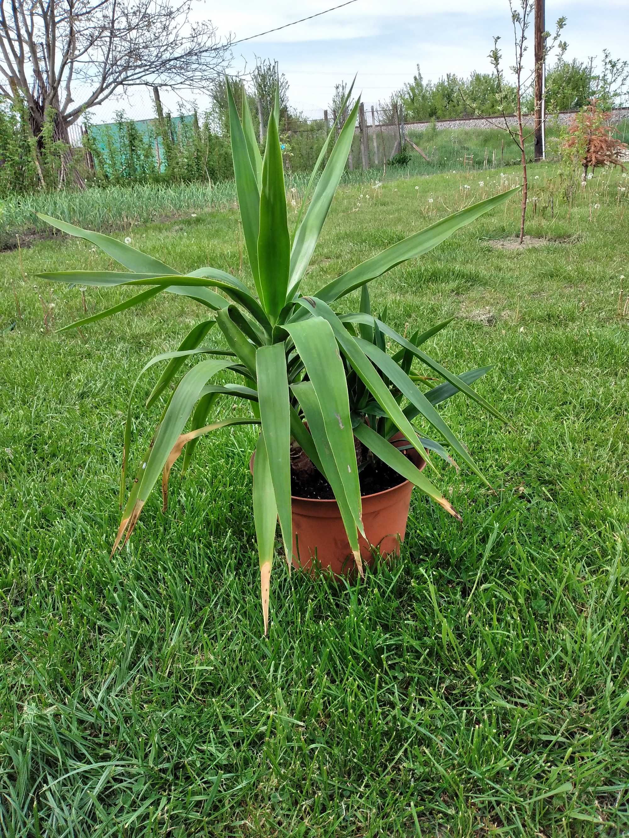 vand planta Yucca