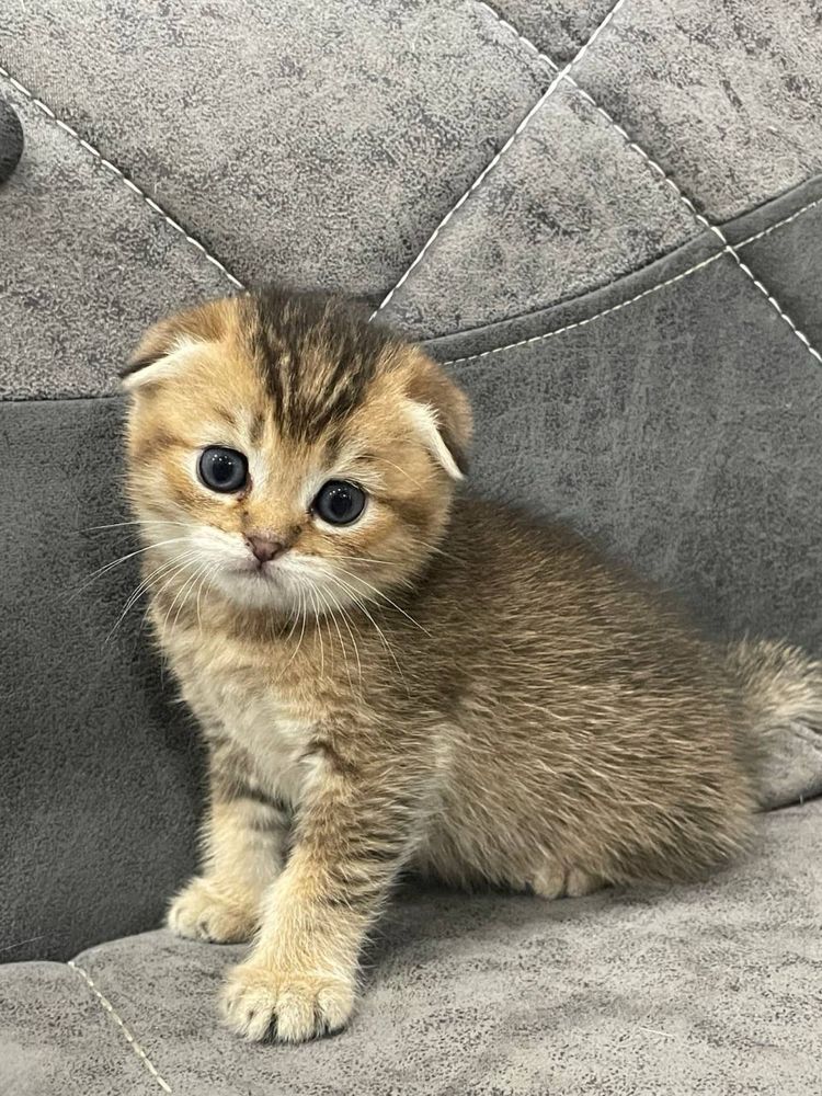 Котята золотая шиншилла