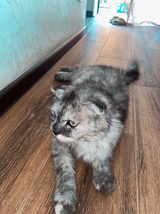 Отдам шотландскую вислоуху