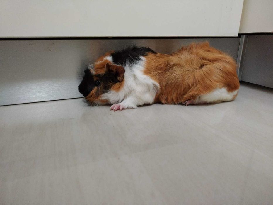 Donez porcușor de guineea