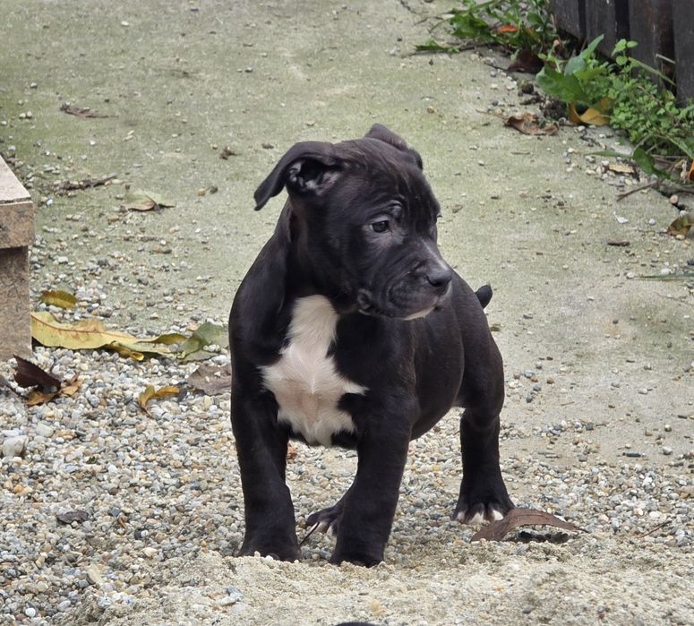 Amstaff rasă pură cu pedigree