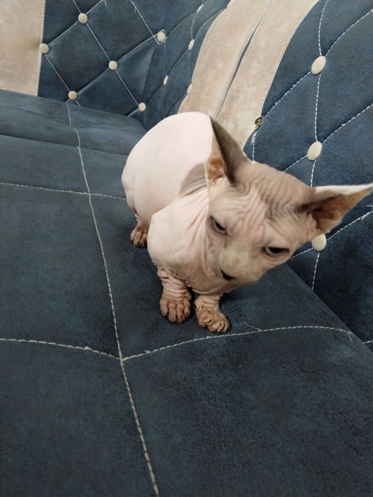 Продается Сфинкс Бамбино