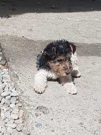 Pui Fox terrier sarmos