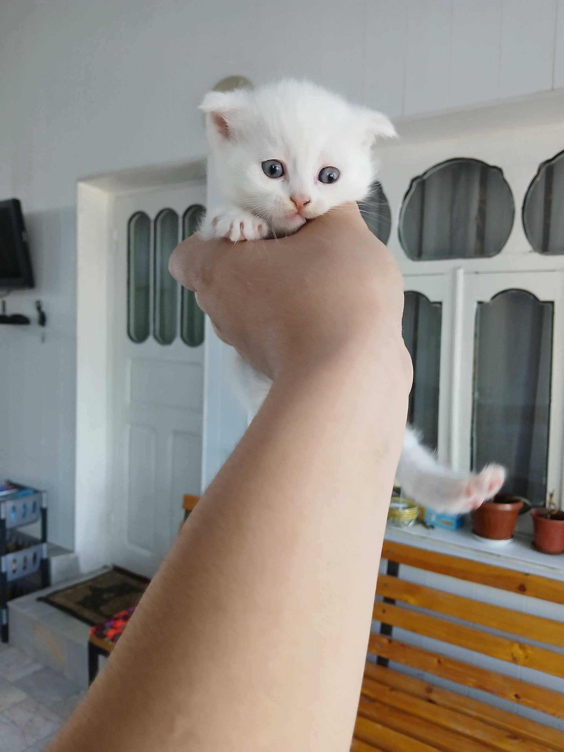 продается котята шотландский вислаухая