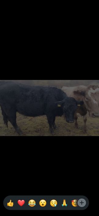 Juninci gestante angus