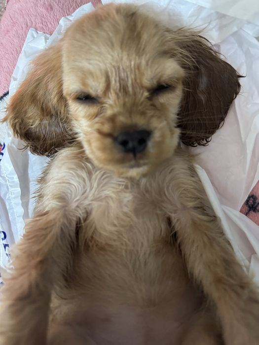 Щенок смесь спаниеля и мальтезе